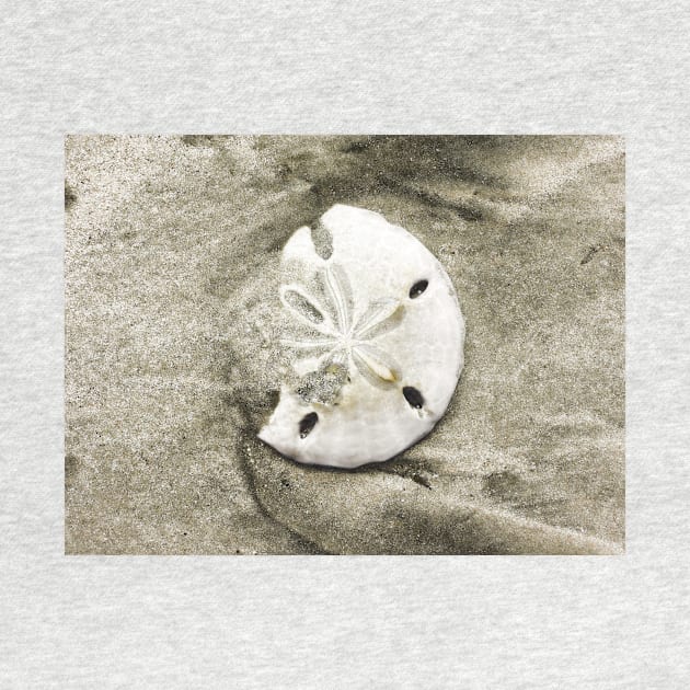 Sand Dollar Shell by Degroom